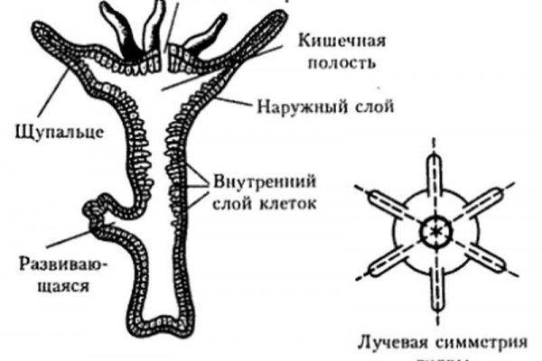 Kraken 4 ссылка