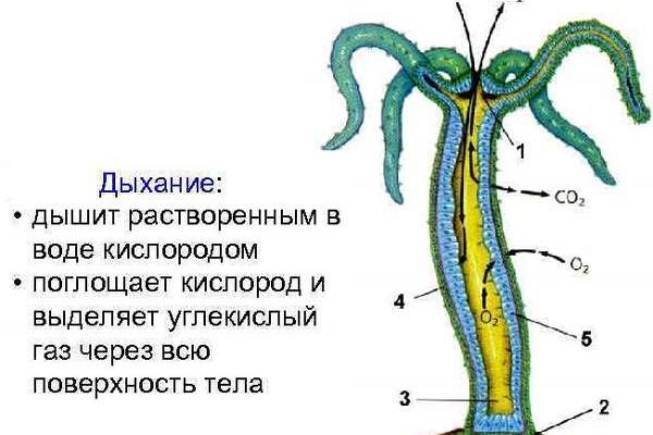 Зайти на кракен тор