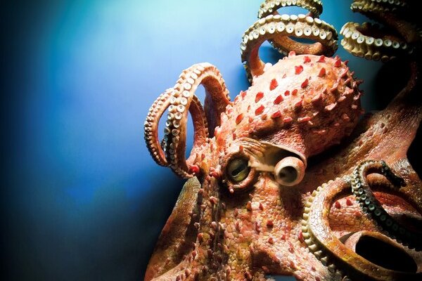 Kraken зеркало kraken dark link