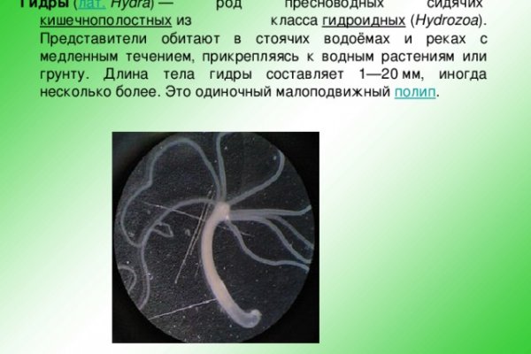 Rutor onion